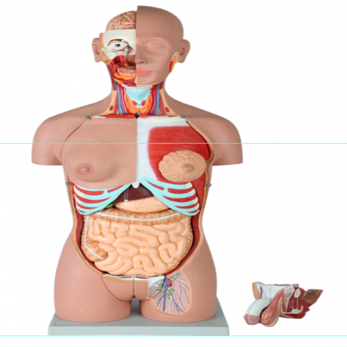 男、女兩性人體背部開放式半身軀干模型（87cm/29件）