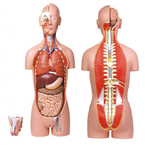 男、女兩性人體背部開放式半身軀干模型（87cm/27件）